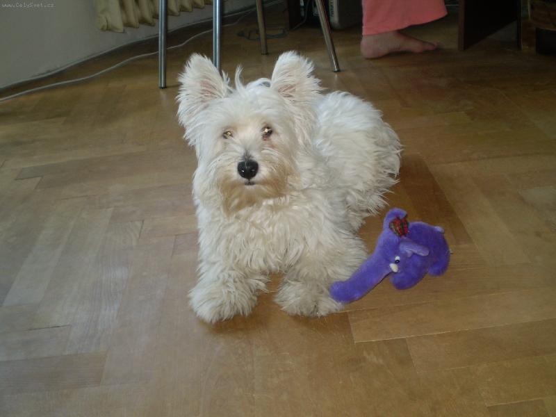 Foto: TERRY-tro�ku zarostl�, ale kr�sn�!!!