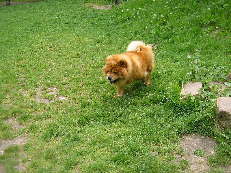 Foto: zelen� se, zelen�....-a j� se nem�m kam schovat...