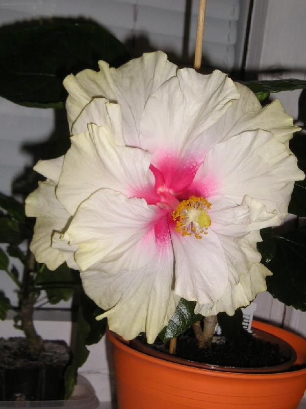 Foto: Coctatoo-ibi�ek