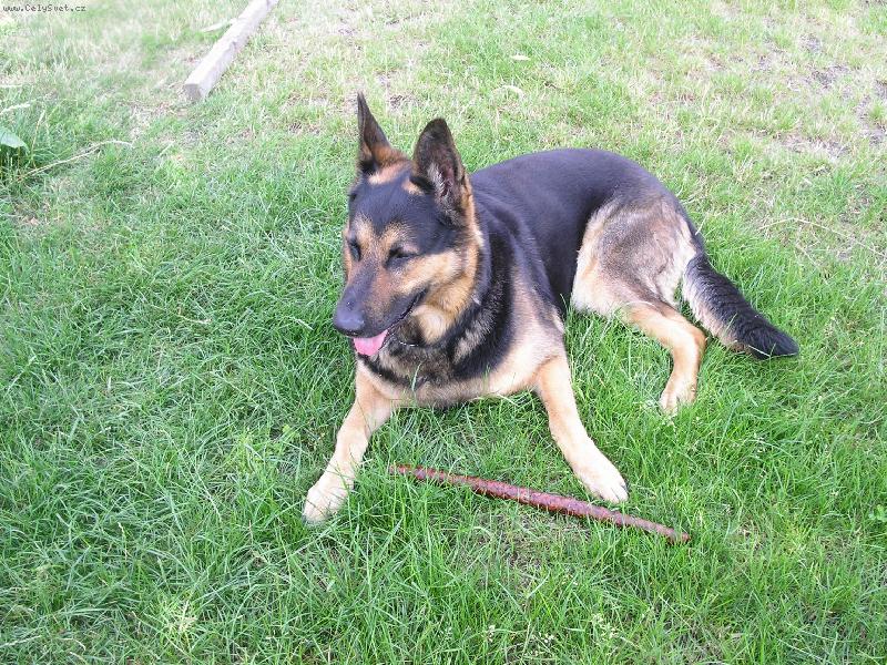 Foto: Snoopy-Ps� sal�m k 5 narozenin�m