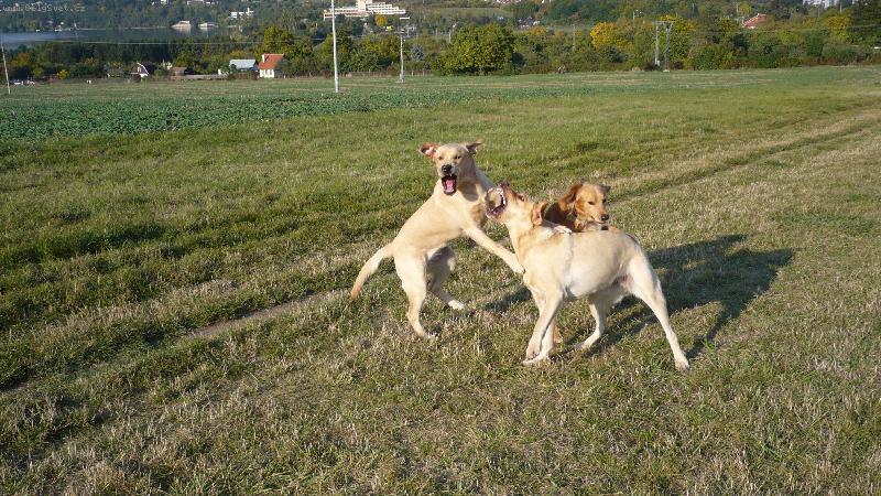 Foto: Hr�tky-B�ra a Ketty si hraj� na vybjehu,z��� 2008