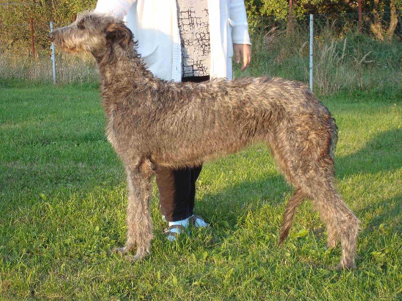 Foto: AZARIA Irsias (Cearbhall Liath of The Royal Club X Anette Grey FI-IT-Azaria  ( 7 m�s�c� )