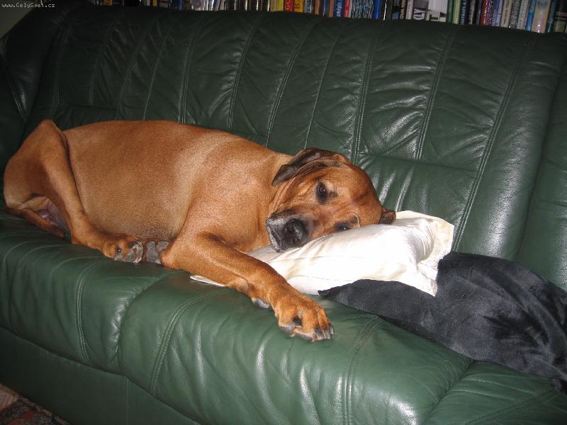 Foto: Boende Fontanesia - 5 let-nejsem v�bec rozmazlen�