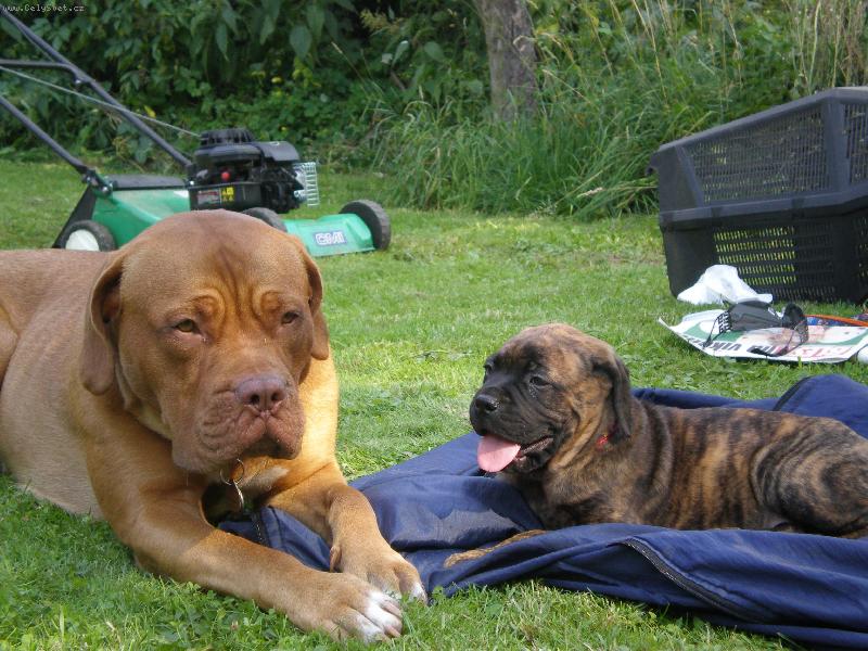 Foto: K�mo�ky-Bordyna �ja a bullinka S�rinka