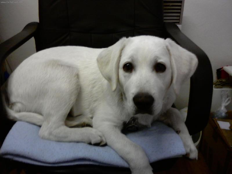 Foto: Dexter-Pani�ka m� pohodln� k�eslo