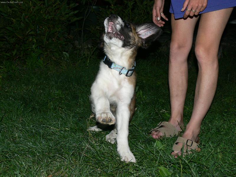 Foto: n� "prcek"-noprost� u�asn� pes:-)