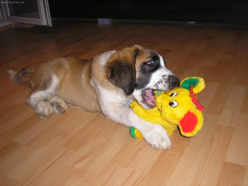 Foto: "VILDA"-3,5 M�S�CE A U� �ERE MY�I :-)