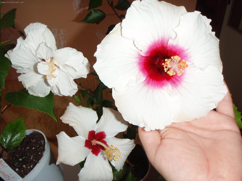 Foto: ibi�ek ��nsk�-sn�hul��ci