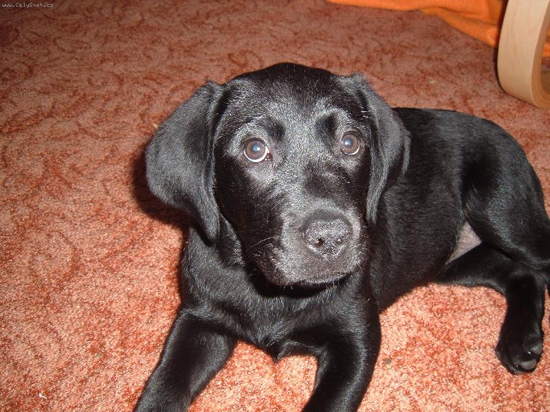 Foto: Emilka-mal� radosti....na�e mimine�ko