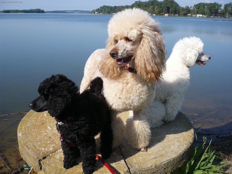 Foto: Pudli�ky-Barevn� pudl�ci-Col�,Jori a Duls�