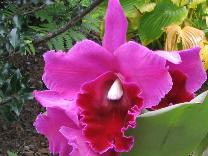 Foto:  BLC. Guanmian City "Black Flower-Cattleya