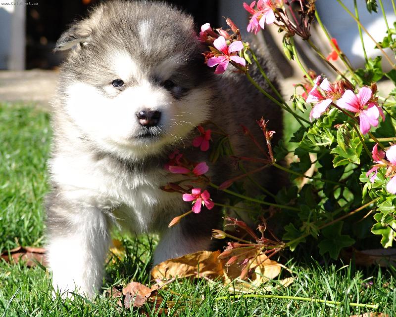 Foto: Majdalenka-m�s��n� �t���tko Majdalenka