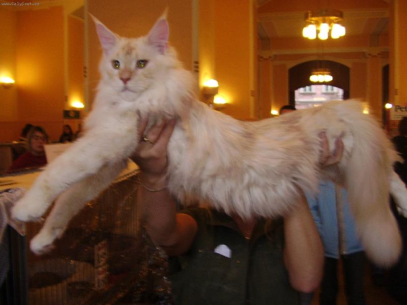 Foto: Nejkr�sn�j�� ze v�ech..v�stava-nejhez�� kocour