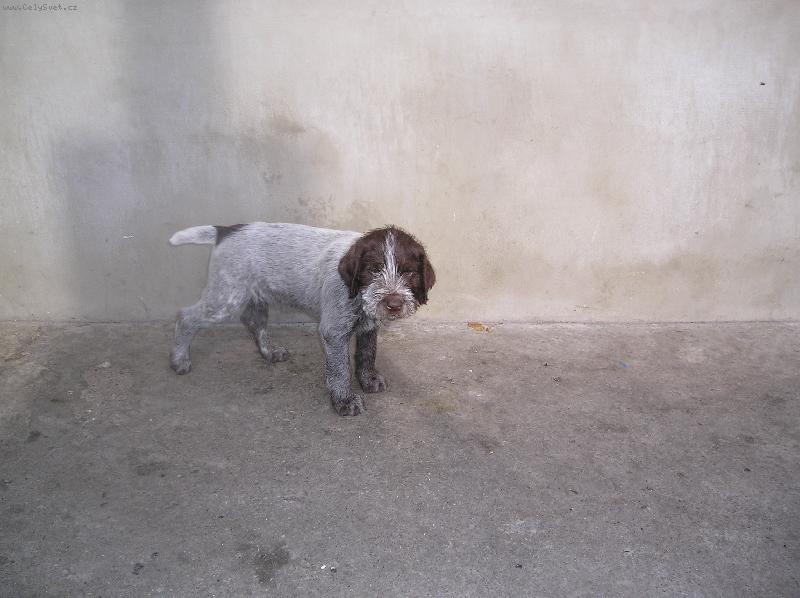 Foto: B�ra Od pansk�ho rybn�ka-B�ra od Pansk�ho rybn�ka/na prodej/