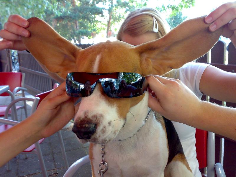 Foto: Big fr�ja-Daf�k na pivu