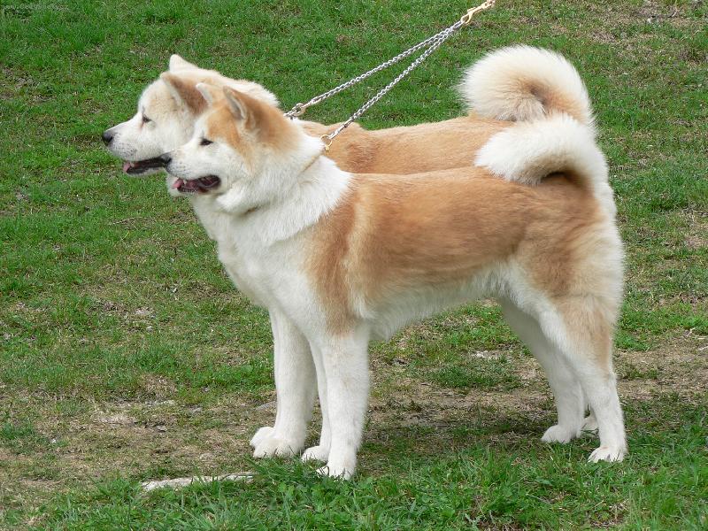 Foto: Hiroshi Go Haru Kaze a Fumiko Go Haru Kaze