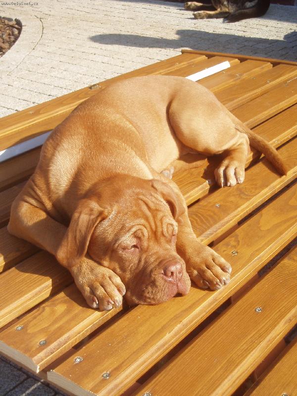 Foto: Takhle Cor�a pom�h� p�i oprav� branky-Takhle Cor�a pom�h� p�i oprav� branky