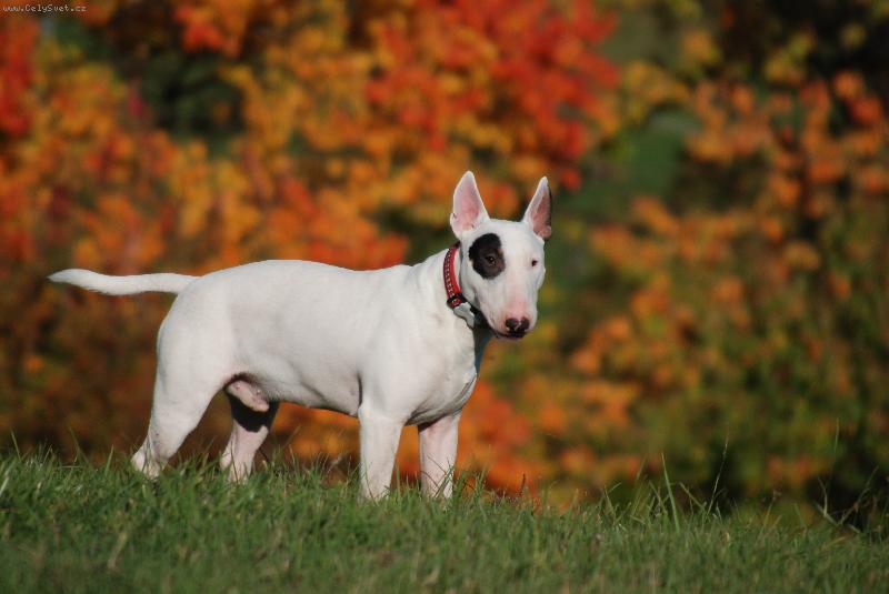 Foto: Garfi v "oh�ov�m" podzimu