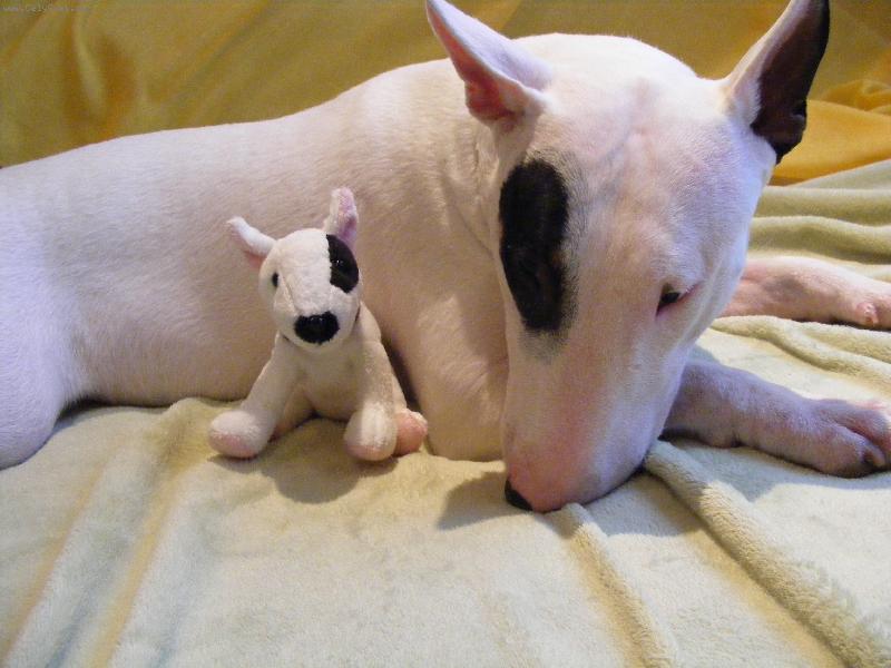 Foto: .Garfi p�em��l�......sn�st, nesn�st.....roztrhat, neroztrhat......ply���ka