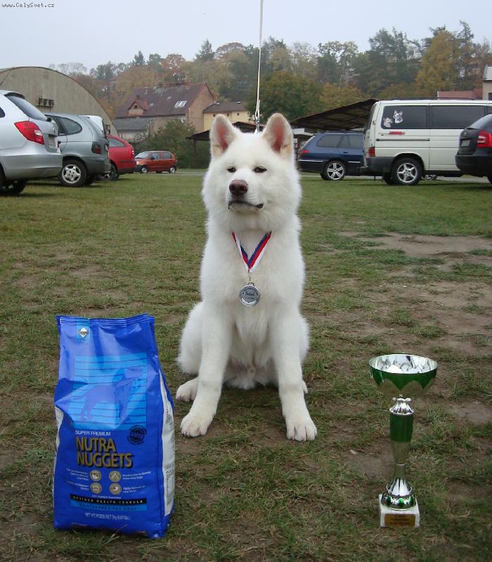Foto: Awa-Shiro Maru Go Shiro Shita-1.m�sto Nejlep�� �t�n� KCHMPP 2008 - www.akitainu-awa-shiro.estranky.cz