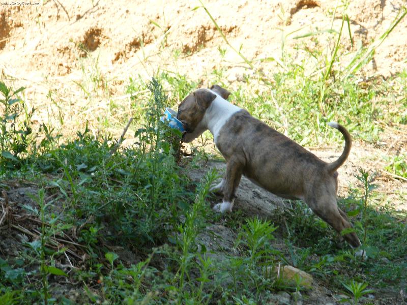 Foto: Bobik mi fakt chutn�