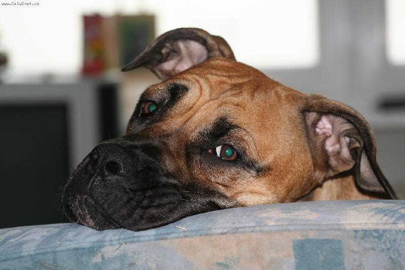 Foto: Heidy-1 rok-prosinec 2007-p�zova�ka