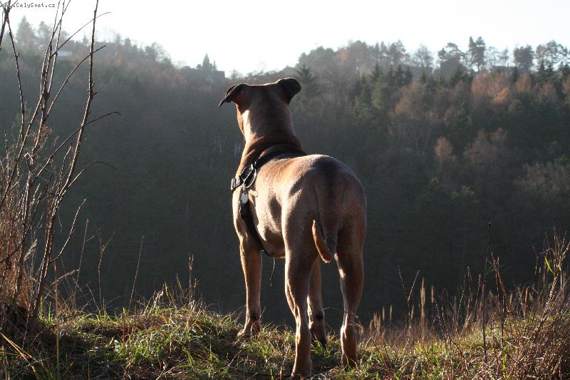 Foto: Heidy-1 rok-prosinec 2007-Co je asi zat�m kopcem?