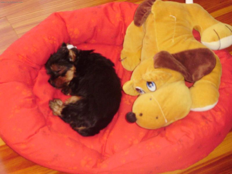 Foto: Max�k-8 t�dn�