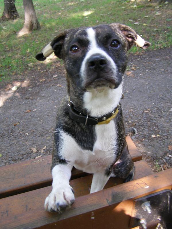 Foto: Aireen-a� k��enka Bostonsk�ho teri�ra s jezev��kem ,povahou i temperamentem cel� Bostonek ... toto plemeno sv�m neutuchaj�c�m optimismem a energi� uchv�tilo nejen m�,ale i cel� m� okol�...