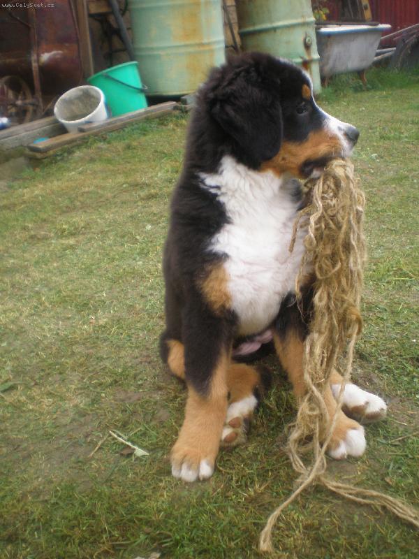 Foto: Babe Atila Trojan z Lomn�-www.bernskysalasnickypes.wgz.cz