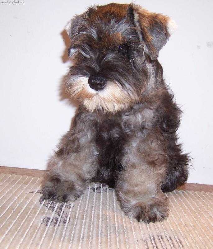 Foto: Iggy z Povod� Oharky