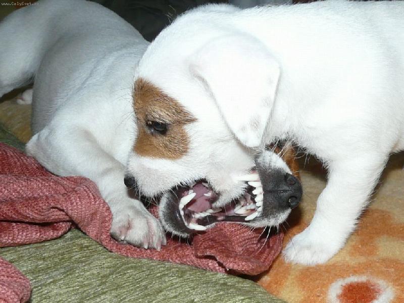 Foto: Morda v mord�-Baileys chce zakousnout tetu Fattynku(In Love Zona Bulls)