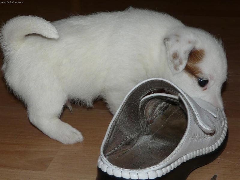 Foto: Pro� je ta bota v�t�� ne� j�-Baileys z�pas� s botou