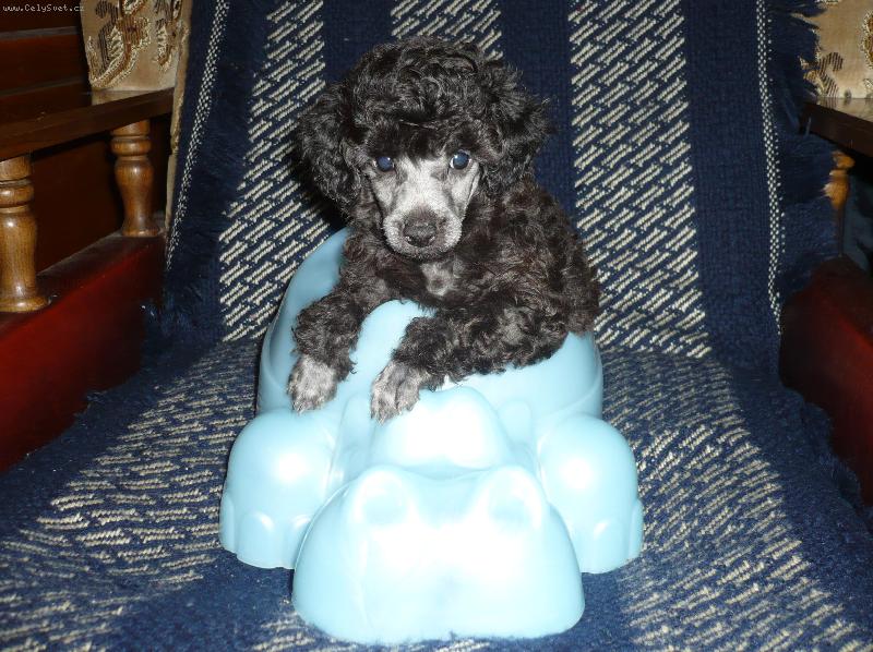 Foto: 7mi t�denn� st��brn� �t�n�-St��brn� �t���tko se spokojen� usadilo v d�tsk�m no�n�ku