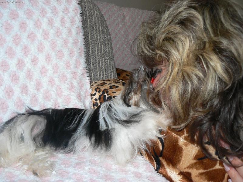 Foto: www.york-biewer-terier.cz-mazlen� je v�c