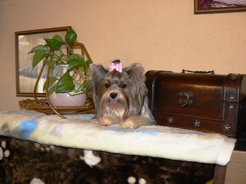 Foto: www.york-biewer-terier.cz-ten poklad je m�j