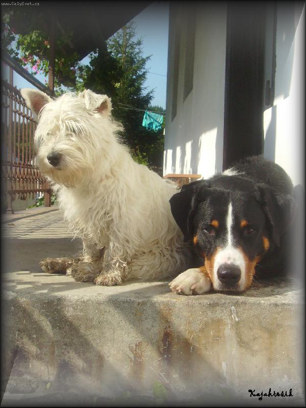 Foto: Angelo Novaboon Paradise & Babette Pan�avsk� stezka-Jack (APZ) & Sophie (WHWT)