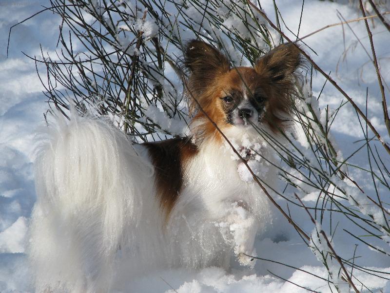 Foto: Barbie Camilla Altair-prvn� sn�h