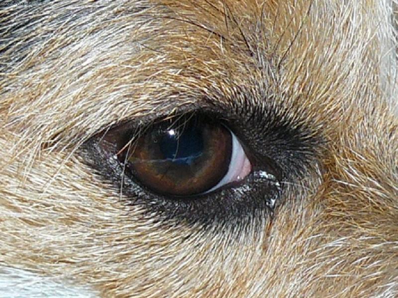 Foto: Wabir�ino oko-Wabirka v�echno jedn�m o�kem sleduje