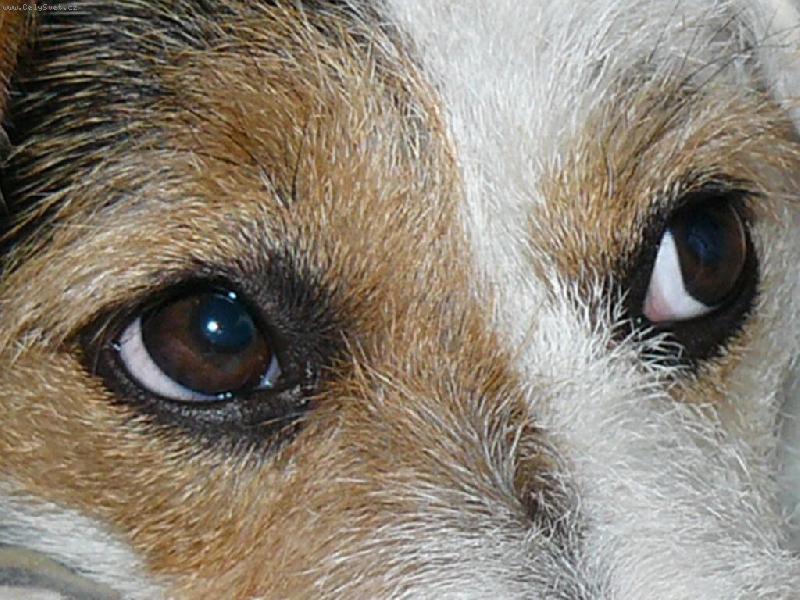 Foto: Wabir�iny ob� o�i-Wabirka je jak �pion �u�kyn