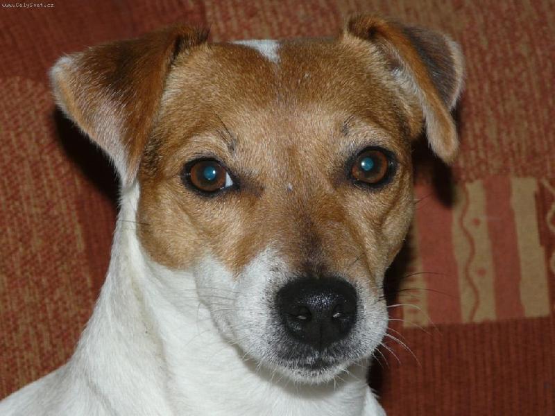 Foto: Fattynka (In Love Zona Bulls)-Je to v�n� d�ma