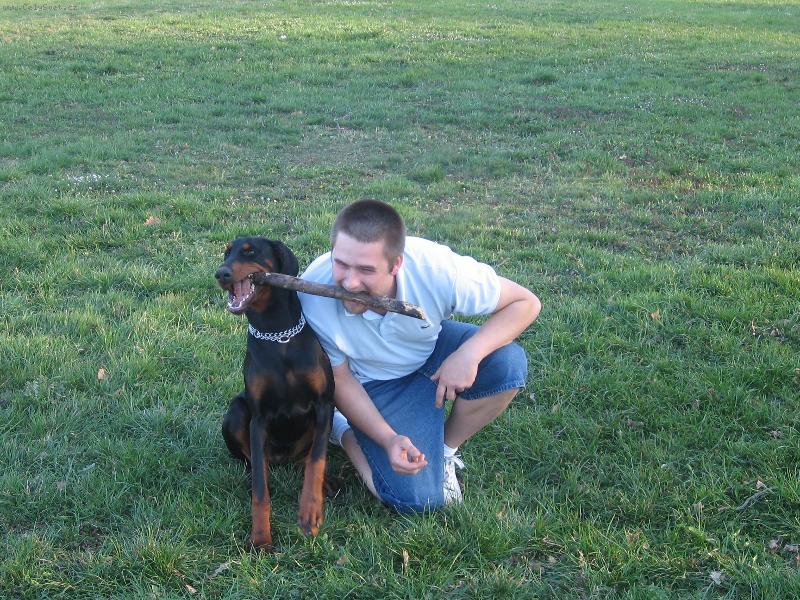 Foto: J� ho chci taky-Dobrmanka z CHS Ebony Queen v sout�i o siln�j�� zuby.Kdo mysl�te, �e vyhr�l?