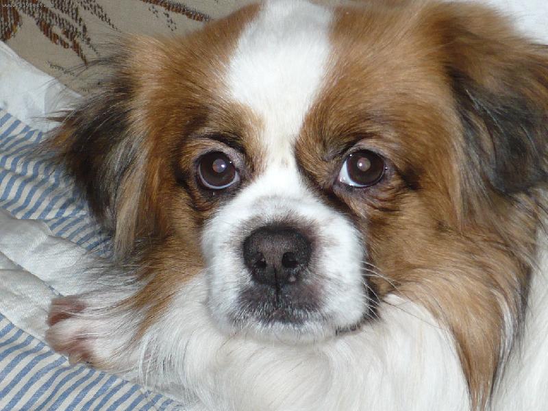 Foto: Tibetsk� �pan�l-portr�t