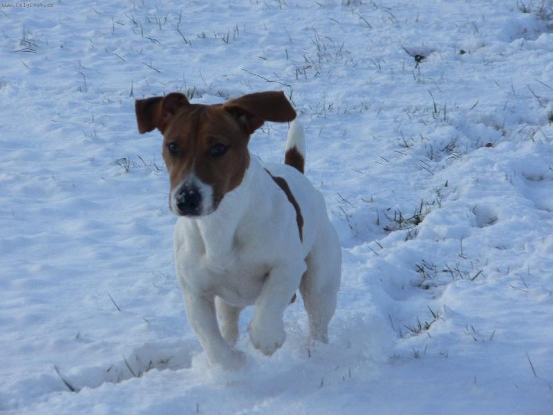 Foto: Tob�k-prvn� sn�ek