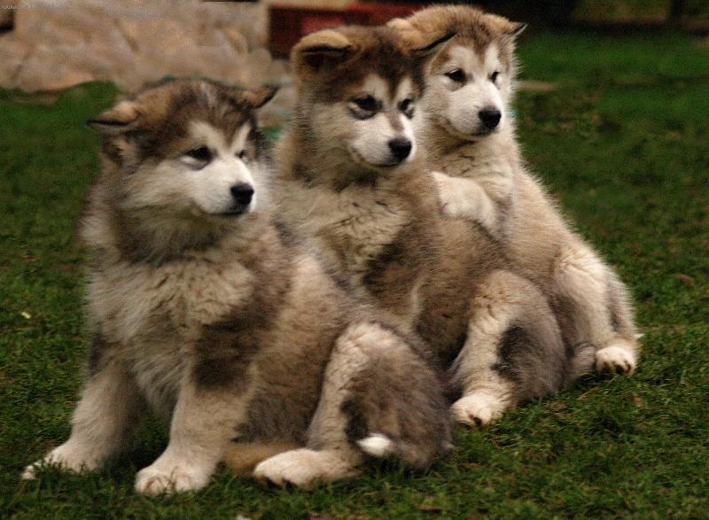 Foto: 9 - t�dn� na sv�t�-�t��ata alja�sk� malamut