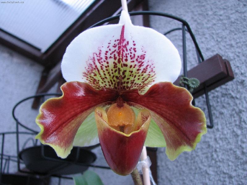 Foto: Paphiopedilum Joan McLellan Tayler