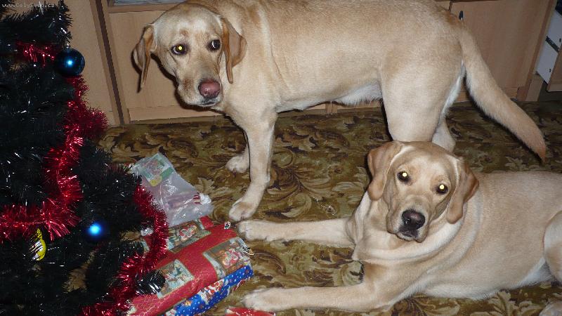 Foto: V�noce B�ry a Kett-D�re�ky pod strome�kem