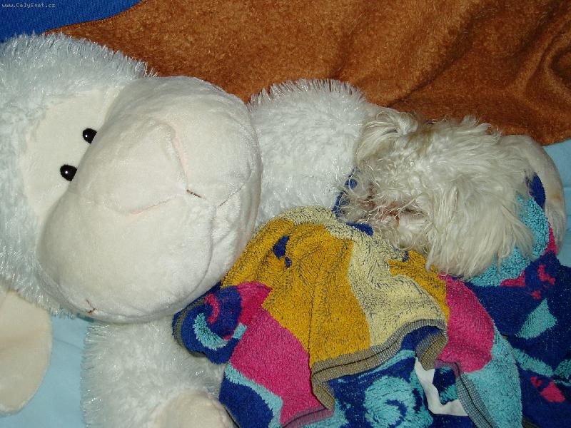 Foto: Honey-po koupely zabalen� do ru�n�ku a na ply��ku