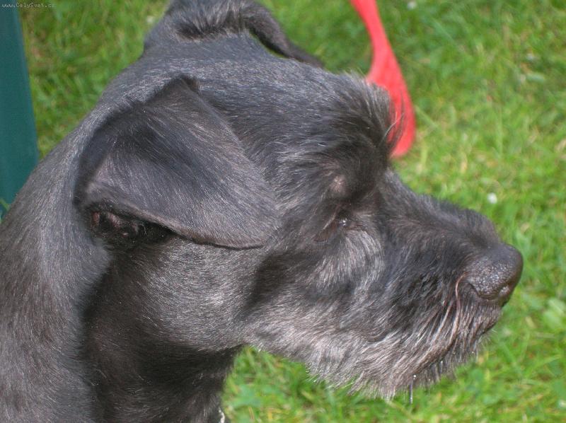 Foto: Profilov�-Charlie na zahrad�.