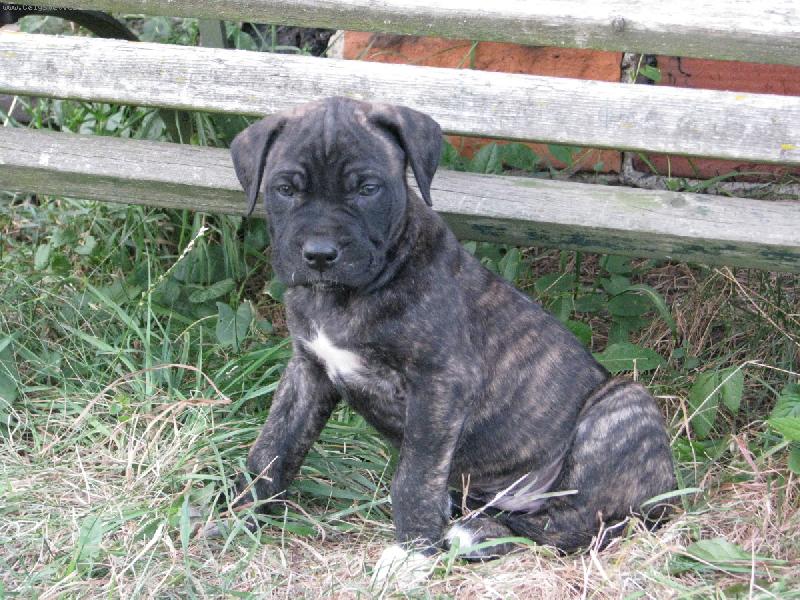Foto: Dogo Canario - Dante-Je�t� prcek